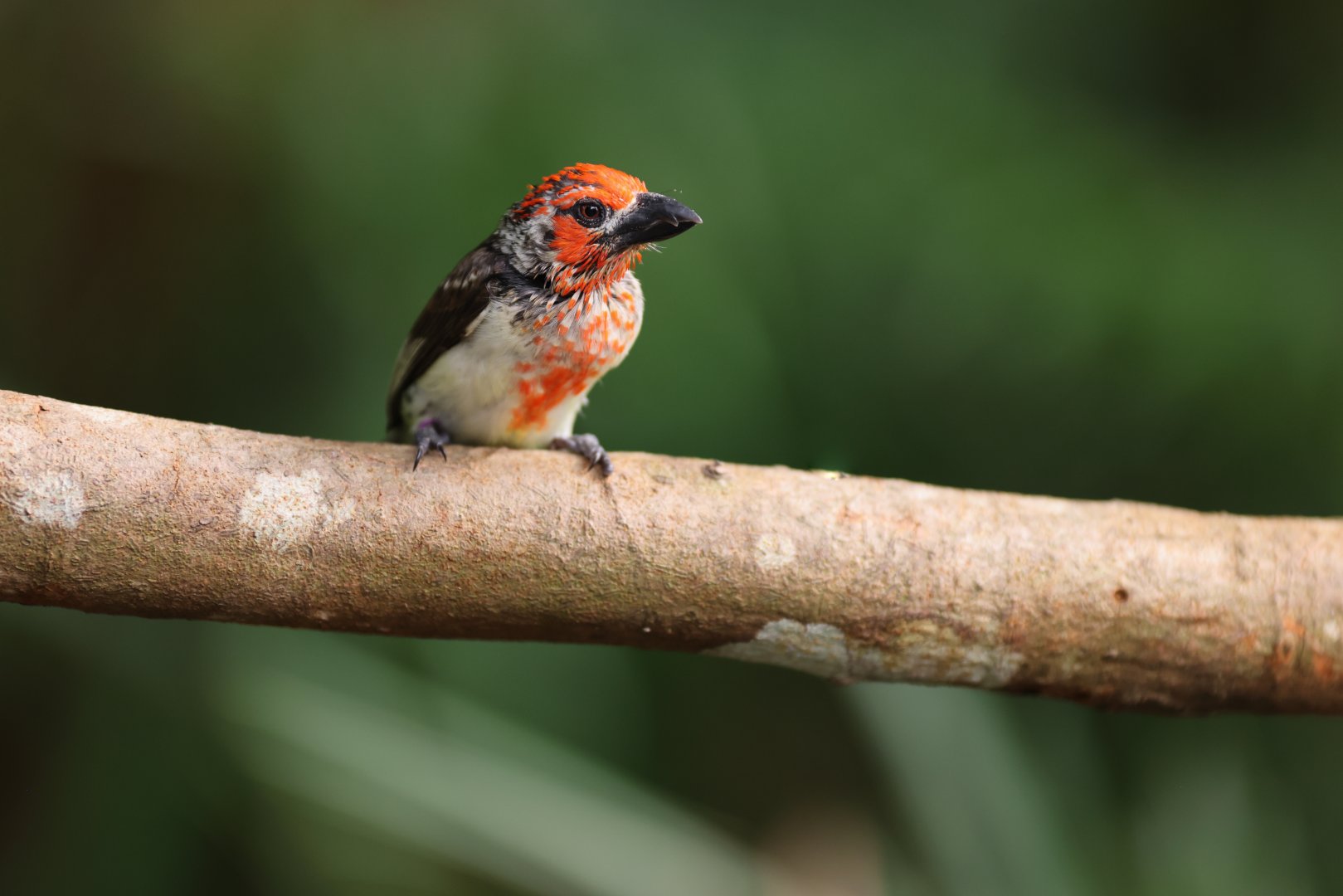 Vieillot's Barbet (Lybius vieilloti) - Heart of Africa