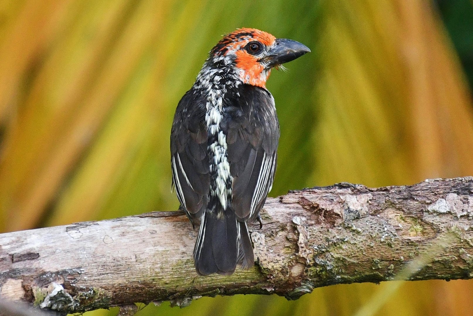Vieillot's Barbet (Lybius vieilloti)