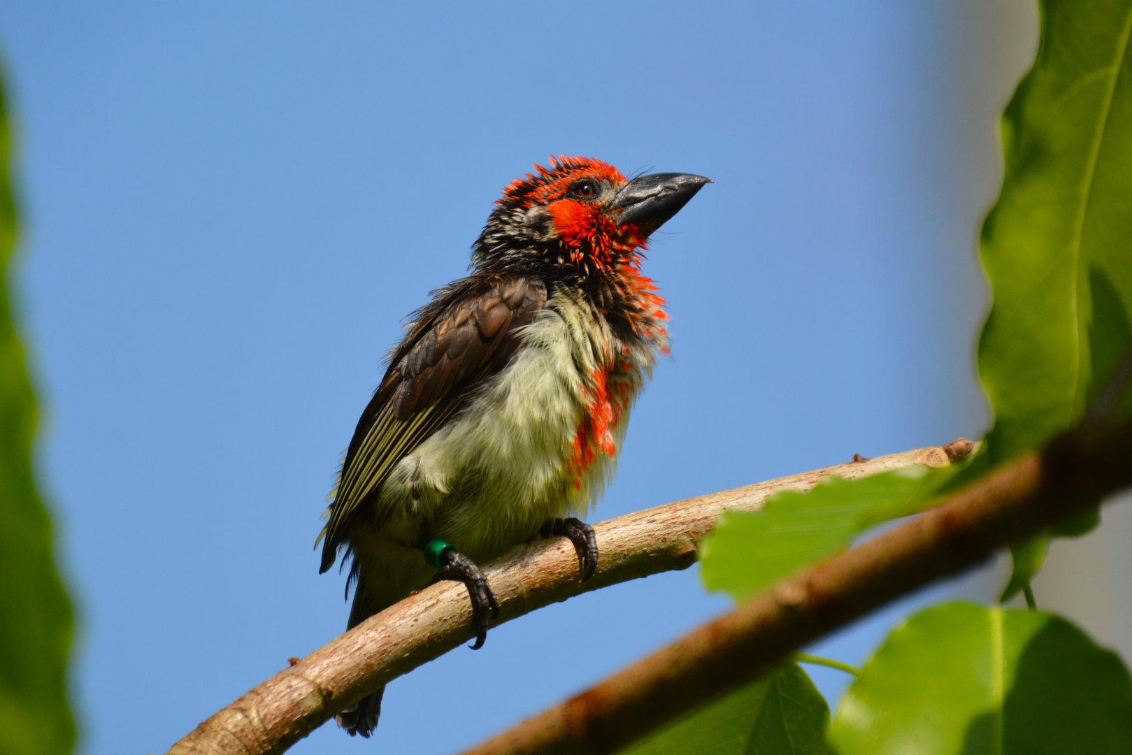 Vieillot's barbet (Lybius vieilloti)