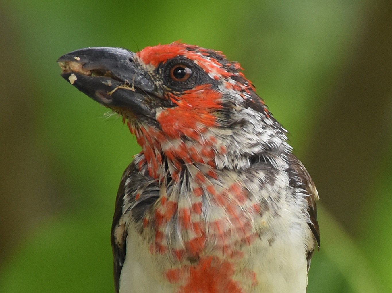 Vieillot's Barbet (Lybius vieilloti)