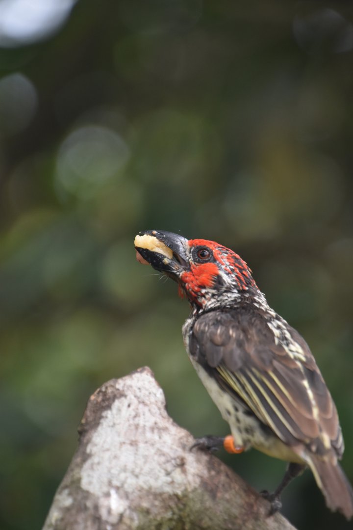 Vieillot's barbet, Lybius vieilloti