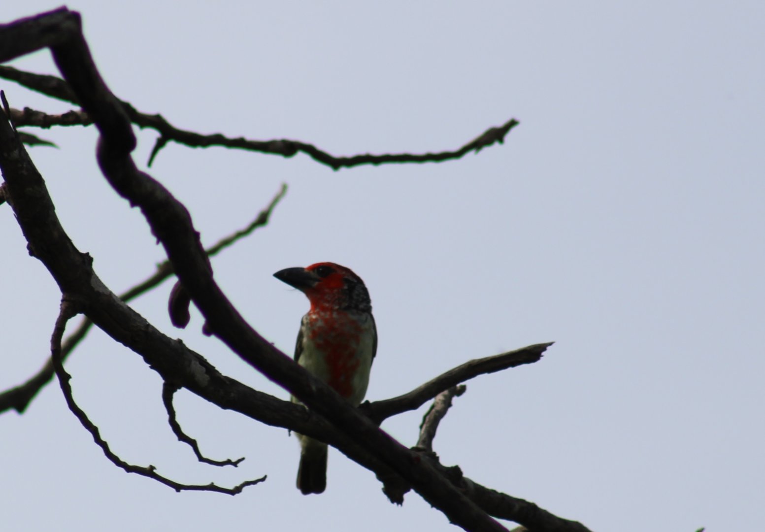Vieillot's barbet