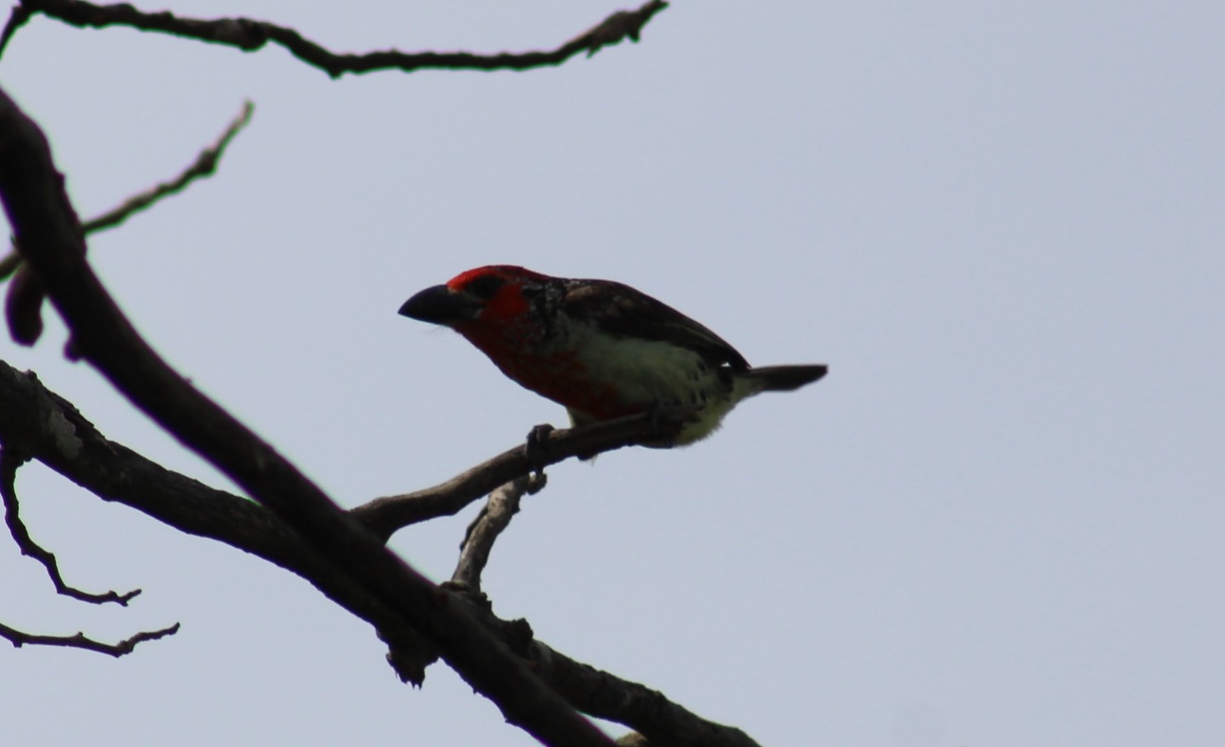 Vieillot's barbet