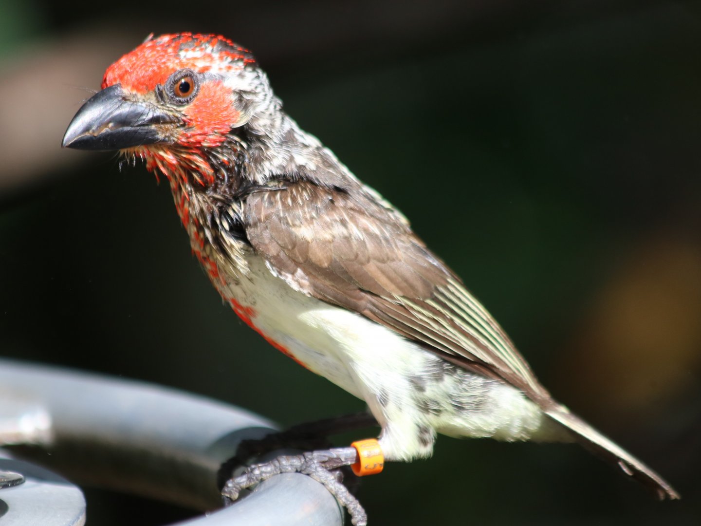 Vieillot's barbet