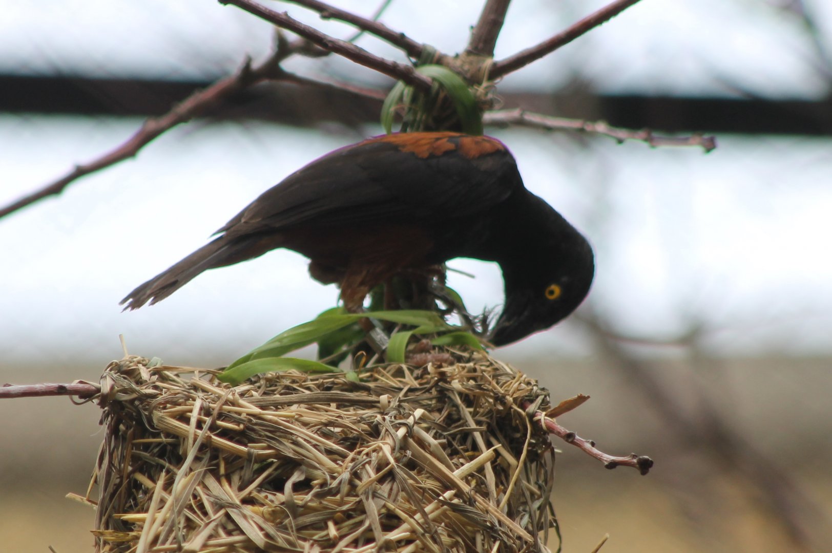 Vieillot's black weaver at the nest