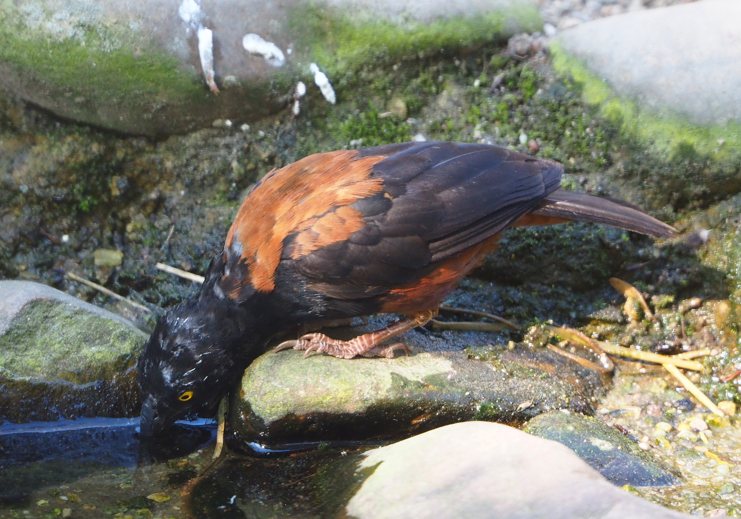 Vieillot's black weaver (Ploceus nigerrimus), 2019-09-21