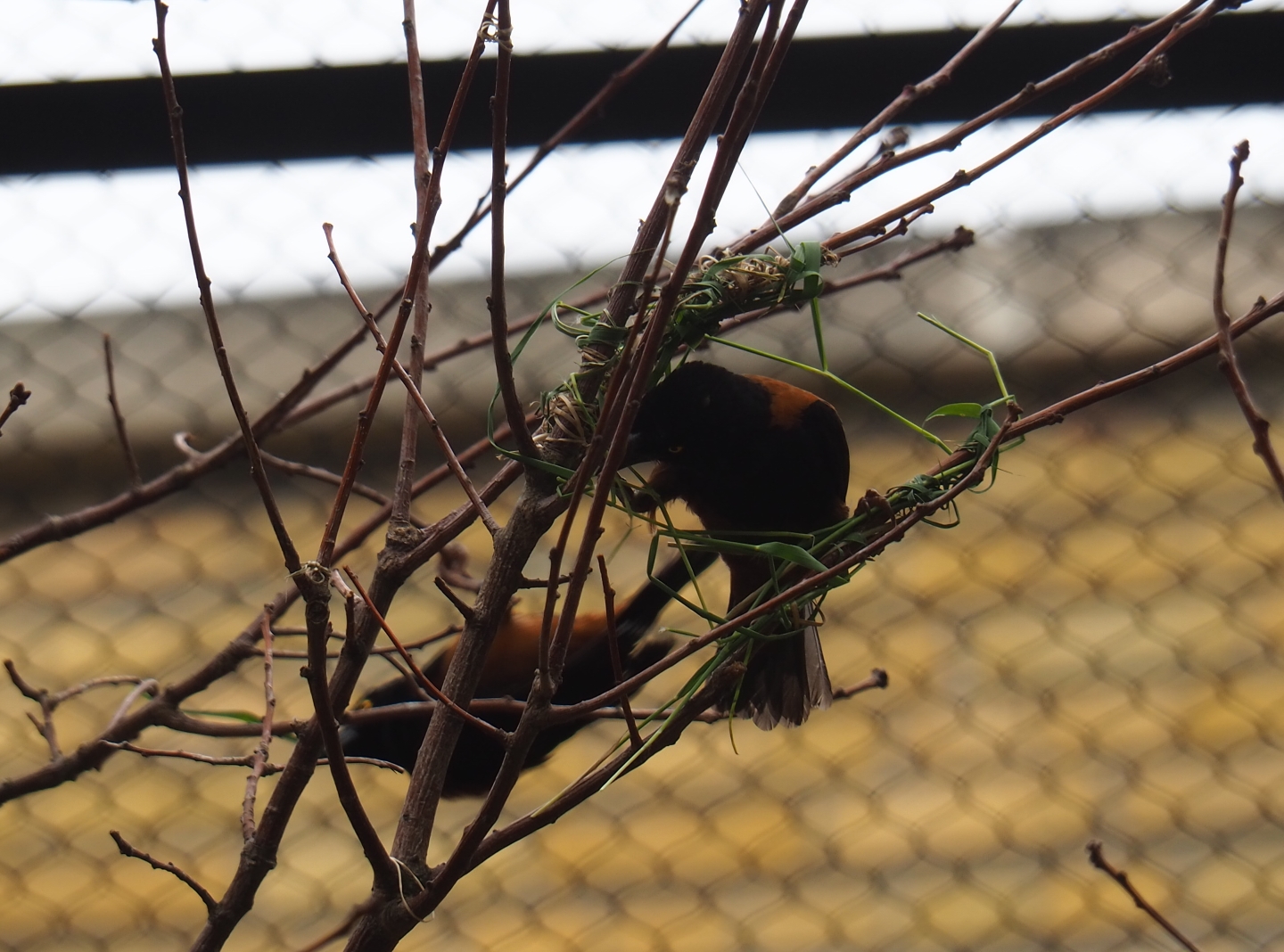 Vieillot’s black weaver (Ploceus nigerrimus) weaving a nest