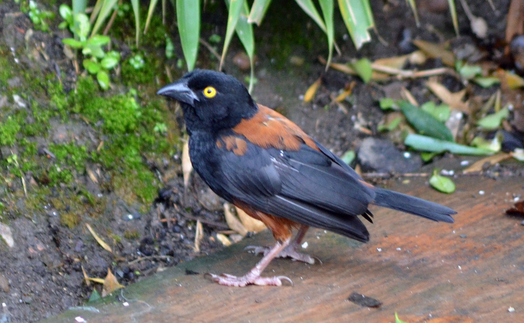 Vieillot's Black Weaver (Ploceus nigerrimus)