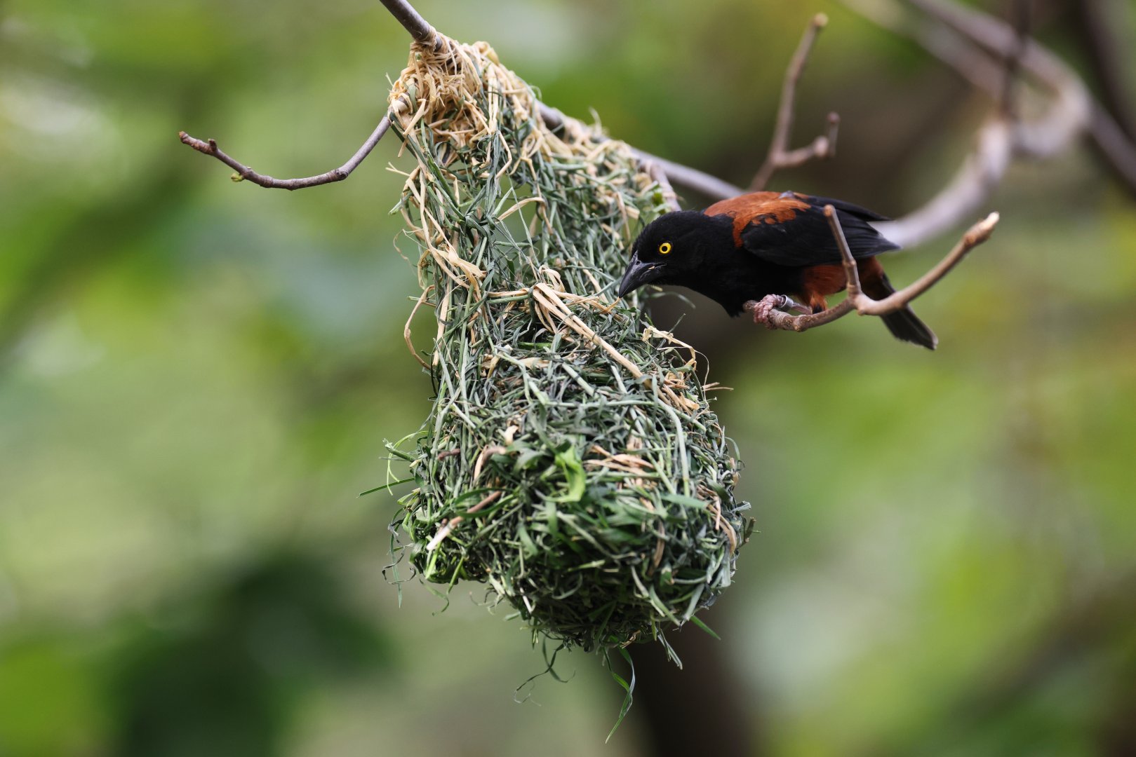 Vieillot's Black Weaver (Ploceus nigerrimus)