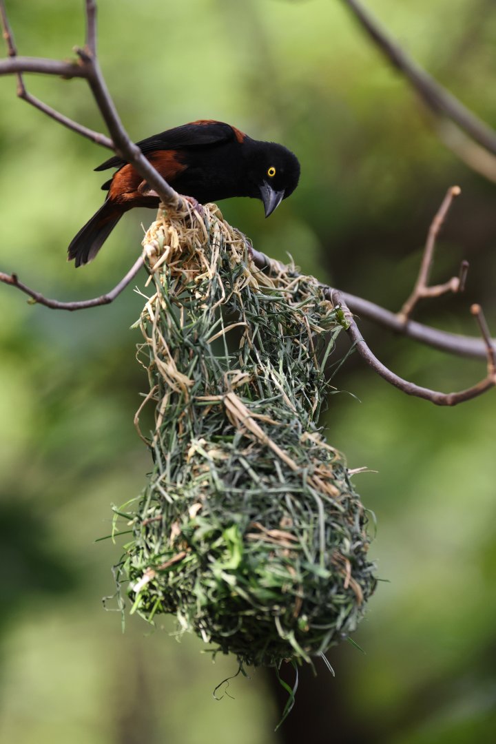 Vieillot's Black Weaver (Ploceus nigerrimus)