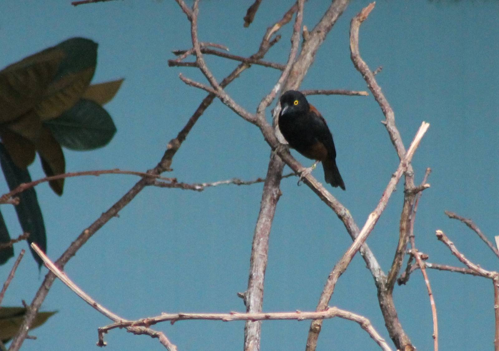 Vieillot's black weaver