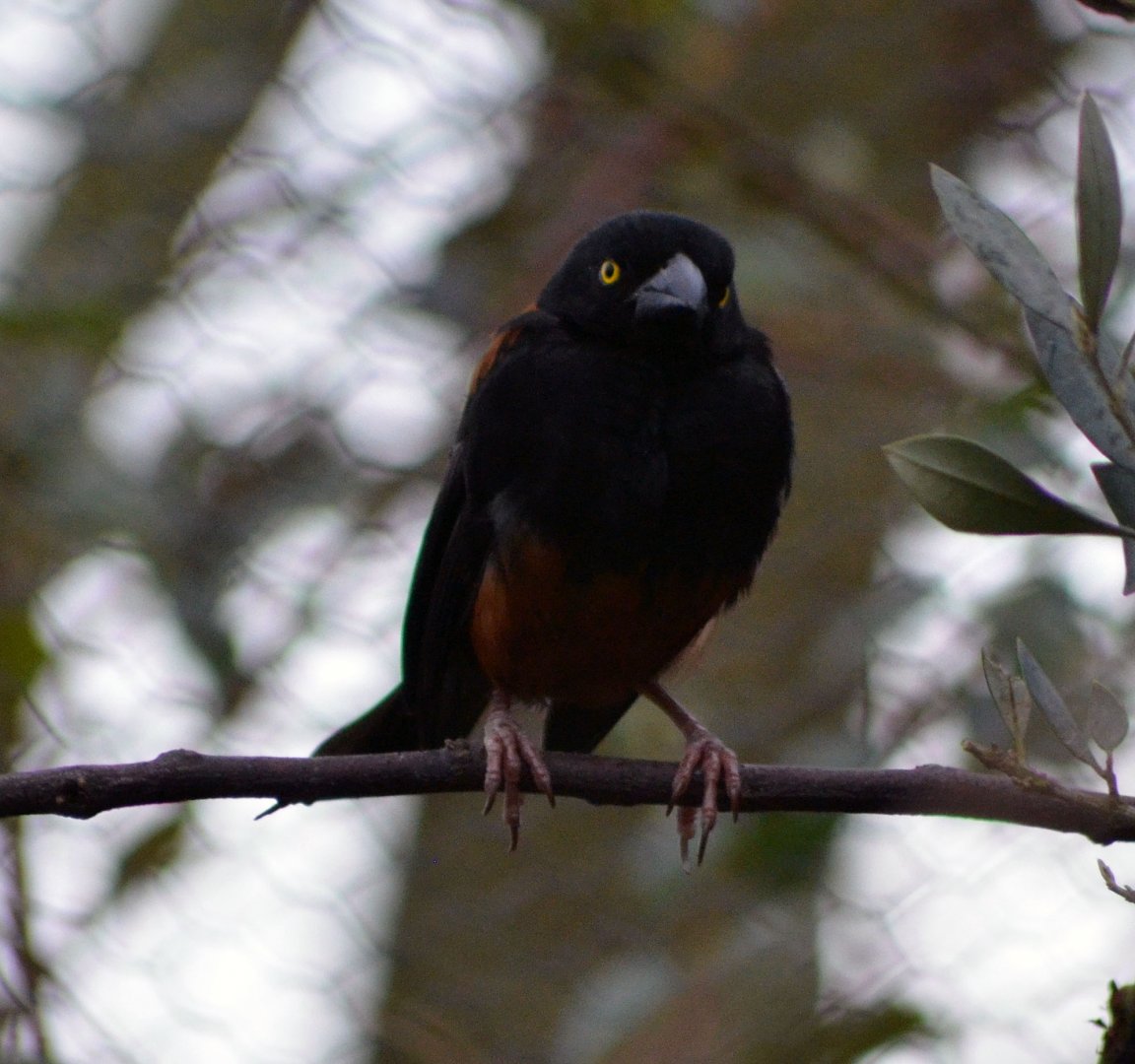 Vieillot's Black Weaver