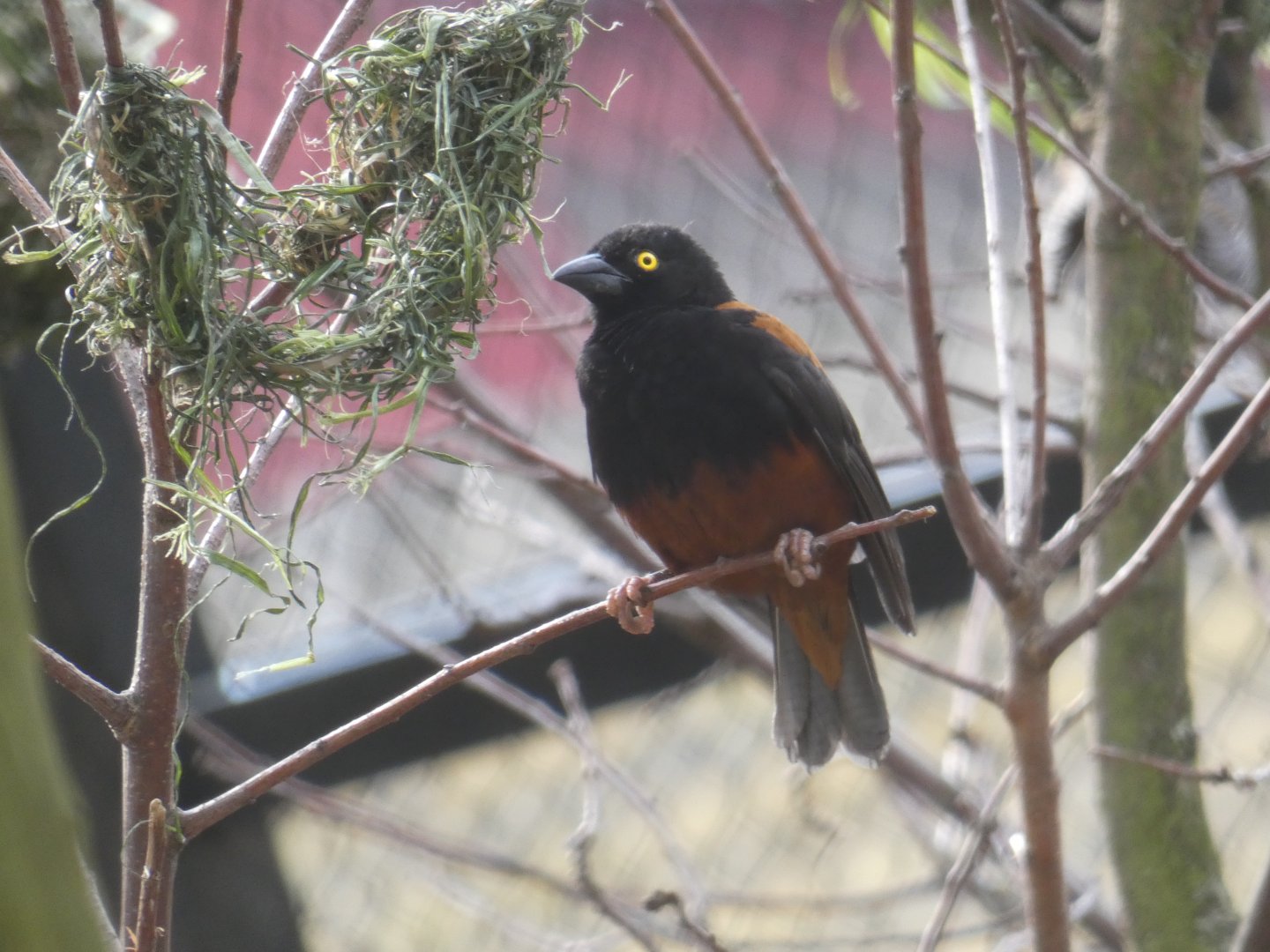 Vieillot's Black Weaver