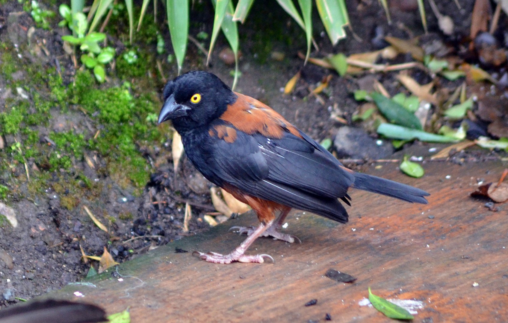 Vieillot's black weaver