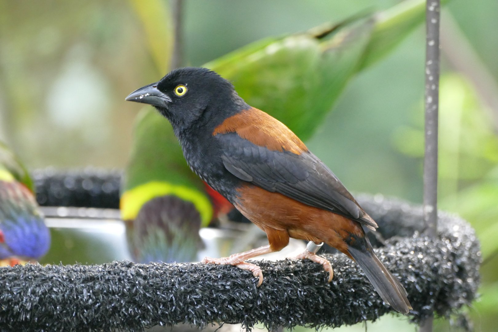 Vieillot's black weaver