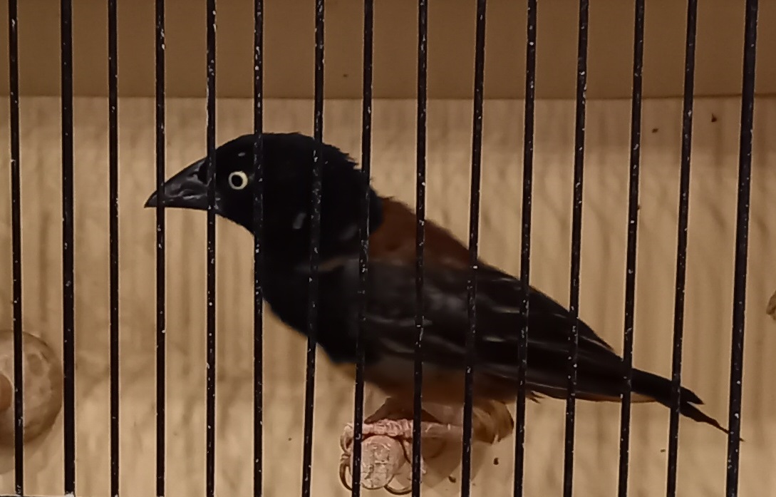 Vieillot's black weaver