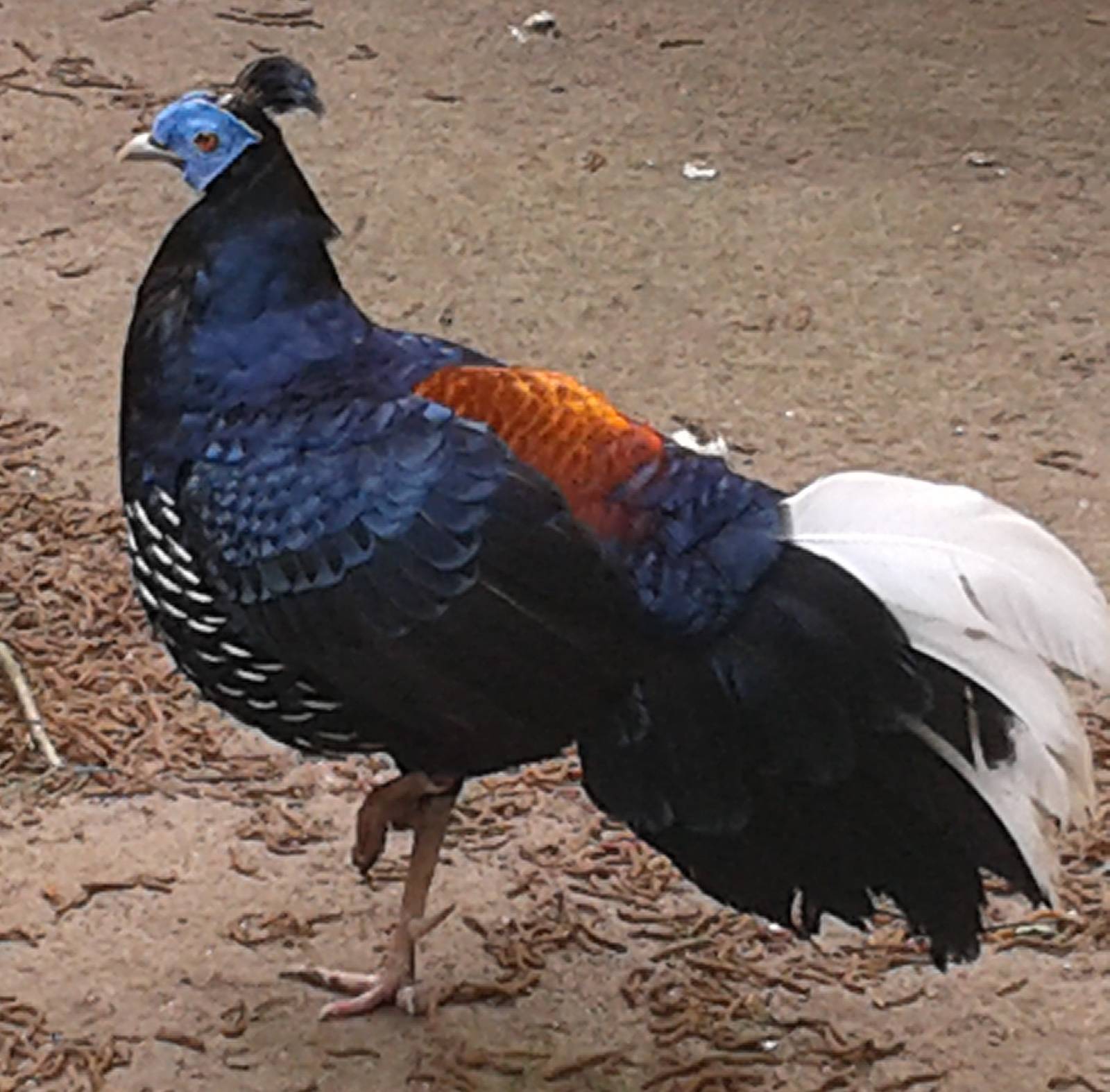 Vieillot's crested fireback