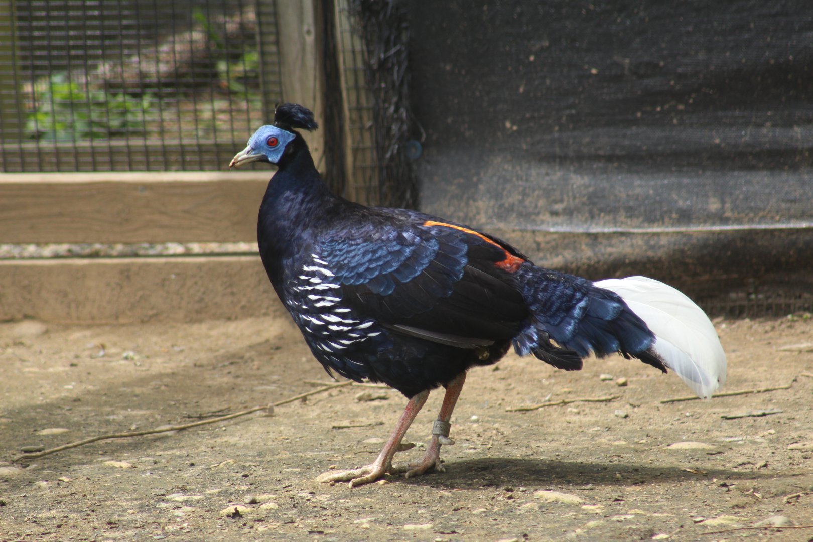 Vieillot's Crested Fireback