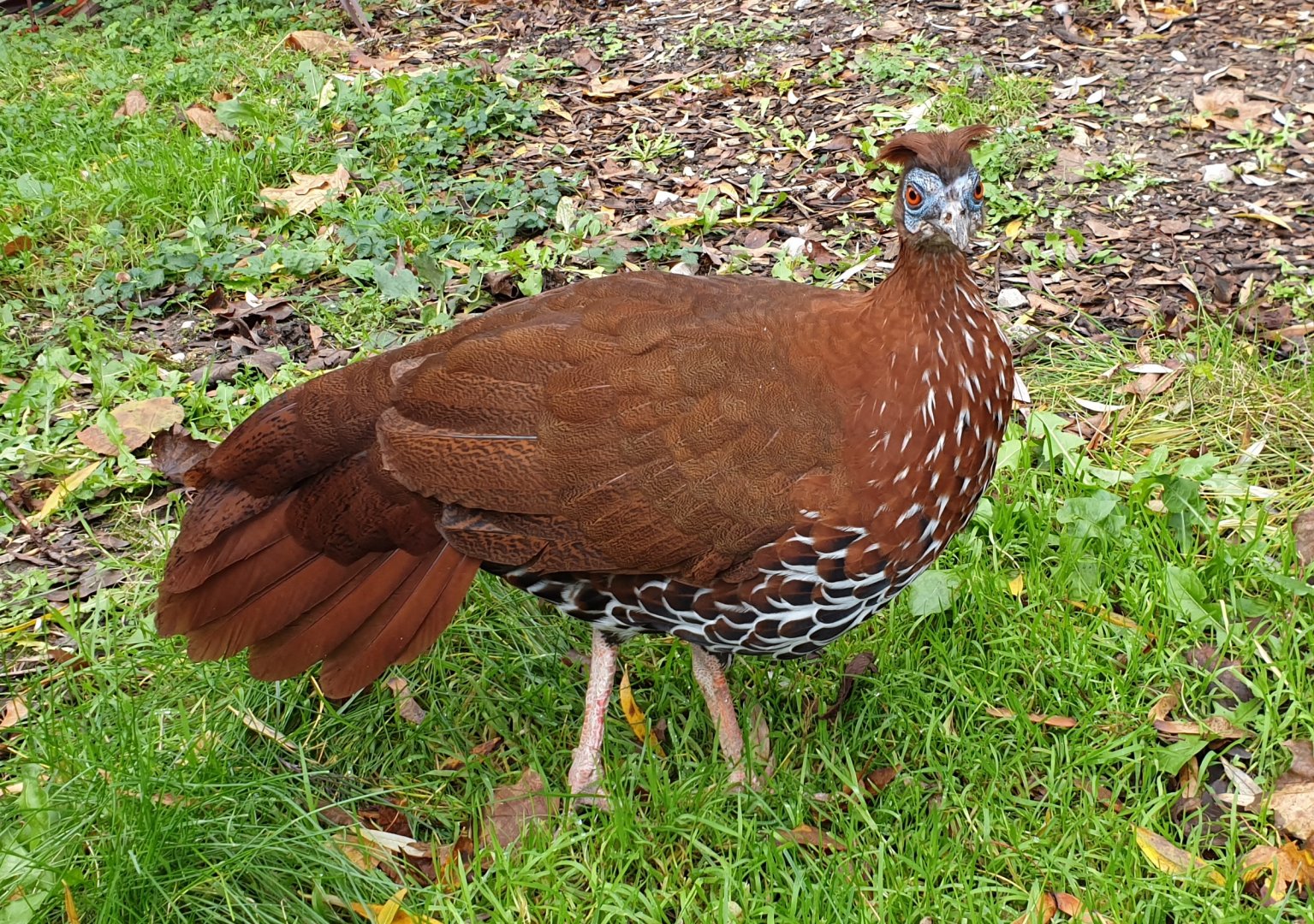 Vieillot's fire-back pheasant - female