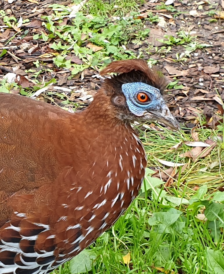 Vieillot's fire-back pheasant - female