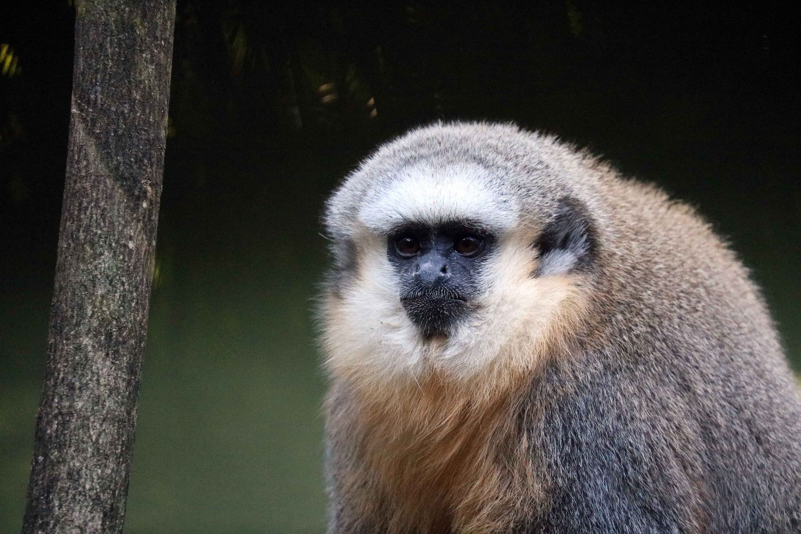 Vieira's titi, April 2016