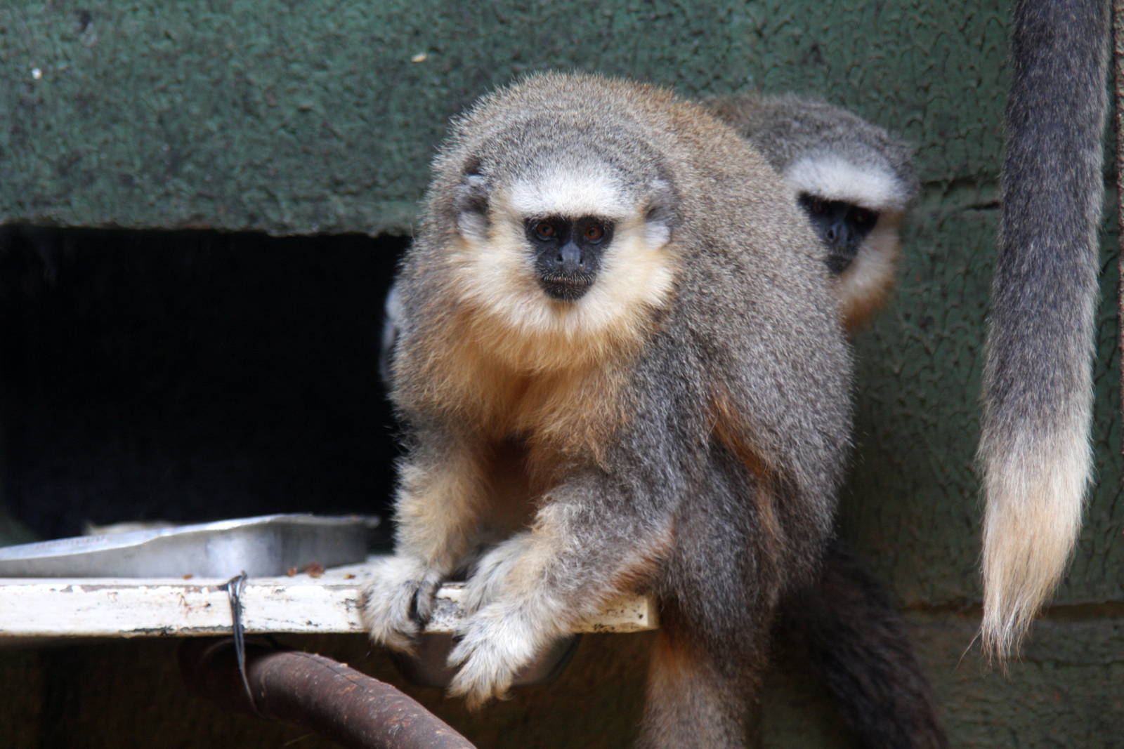 Vieira's titi monkey (Callicebus vieirai)