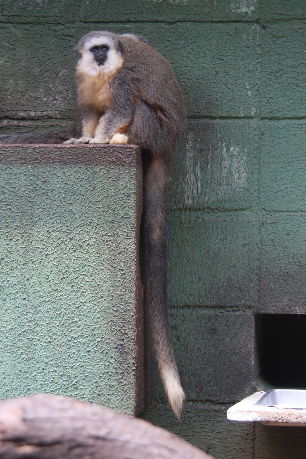 Vieira's titi monkey (Callicebus vieirai)