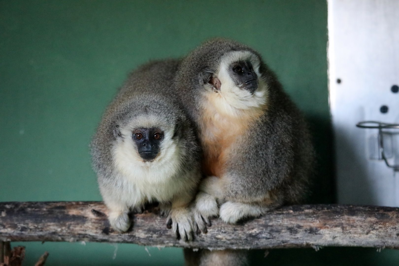 Vieira's titi monkey (Plecturocebus vieirai)