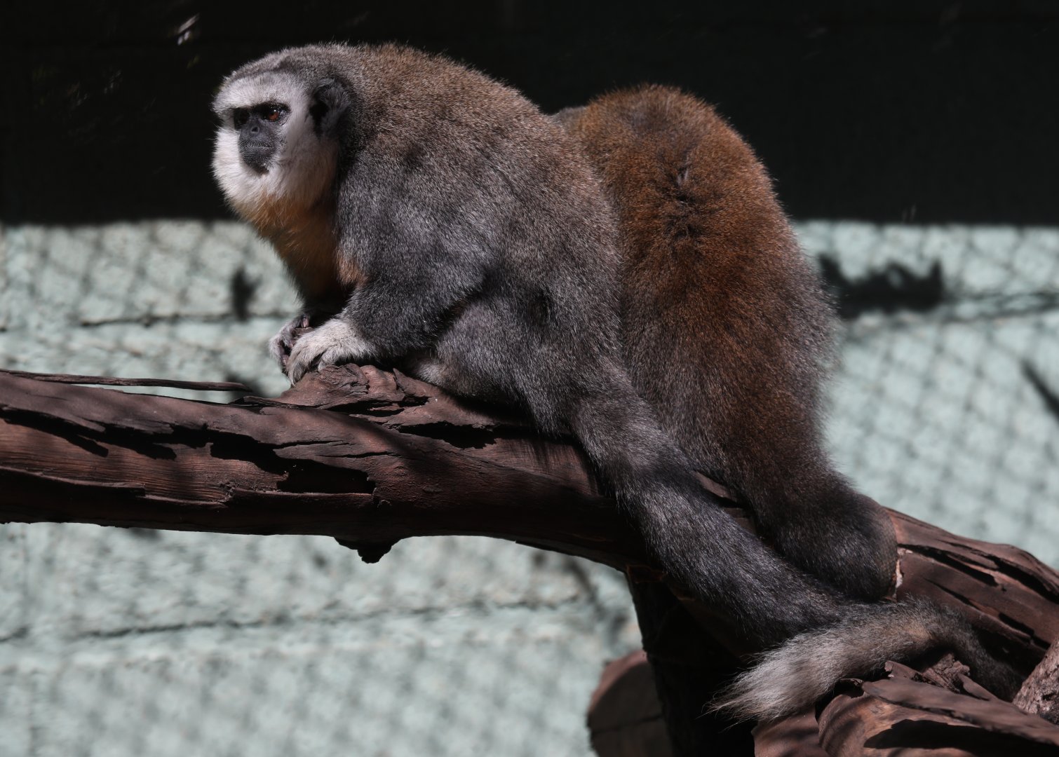 Vieira's titi monkey (Plecturocebus vieirai)