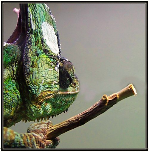 Vieled Chameleon