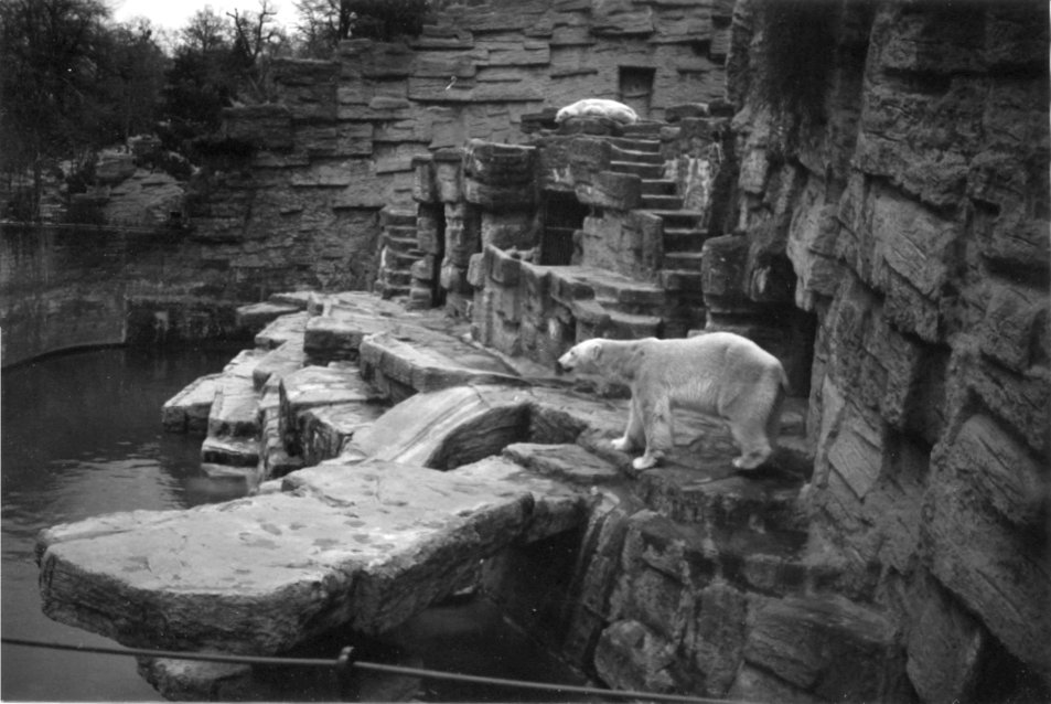 Vienna's Polar Bears in 1993