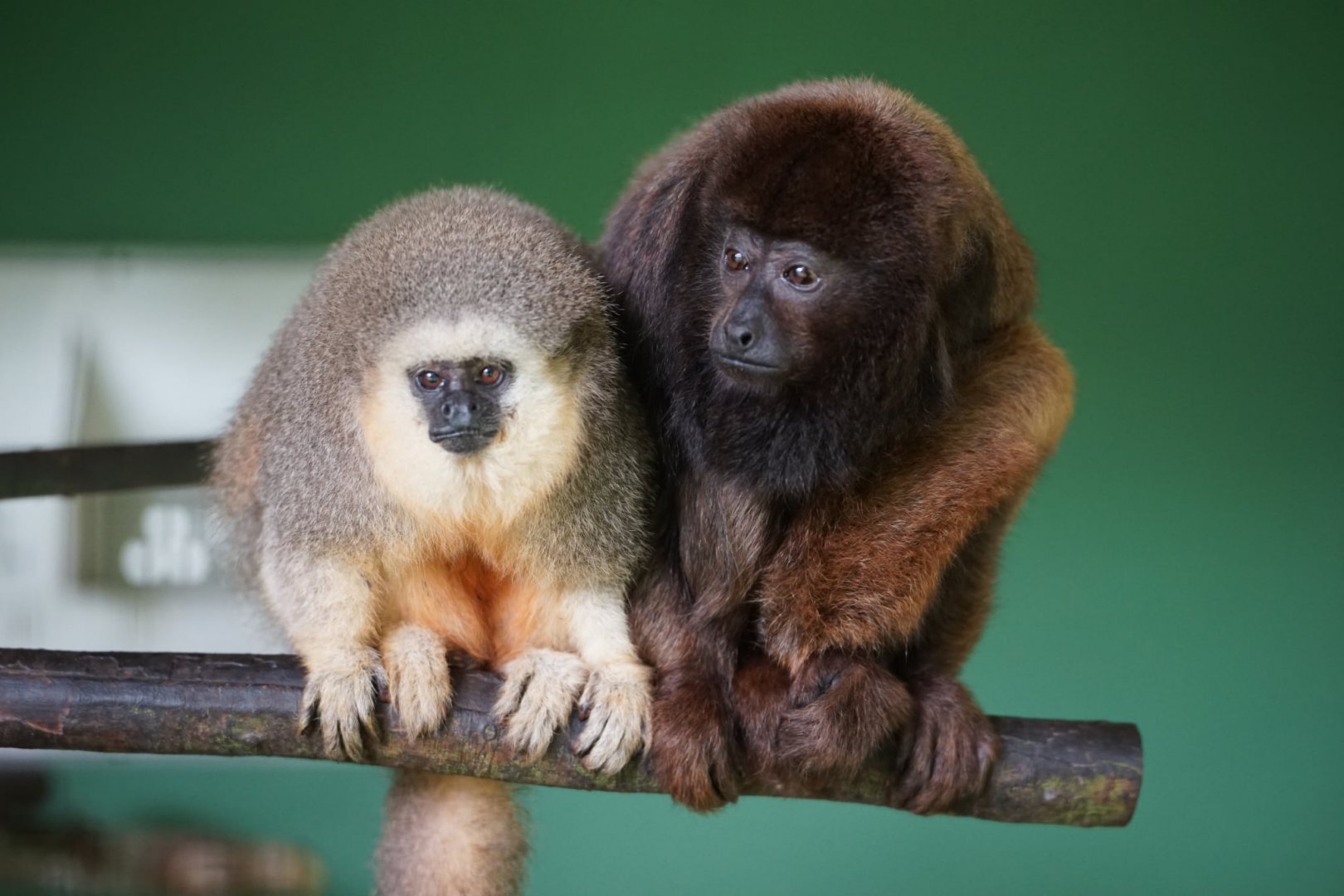 Viera's Titi/Brown Howler Monkey