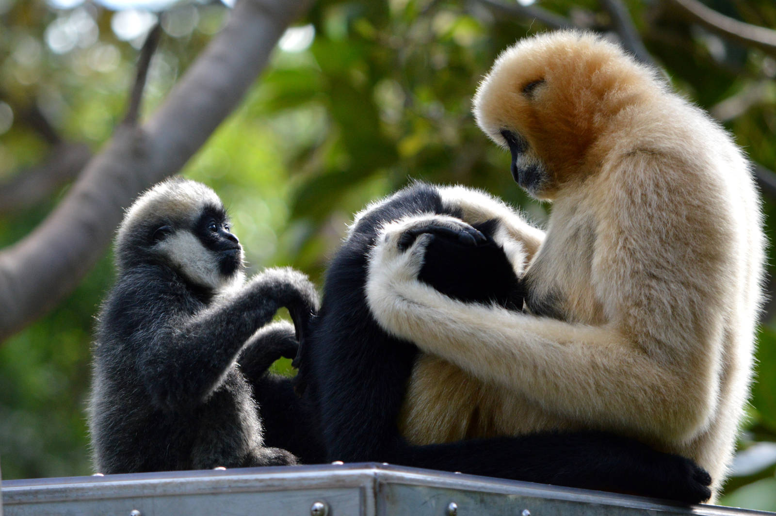 Viet and her daughters