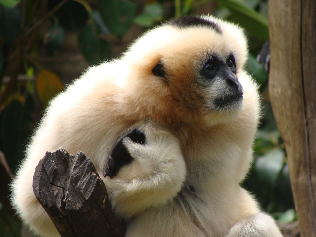 Viet, White-cheeked Gibbon