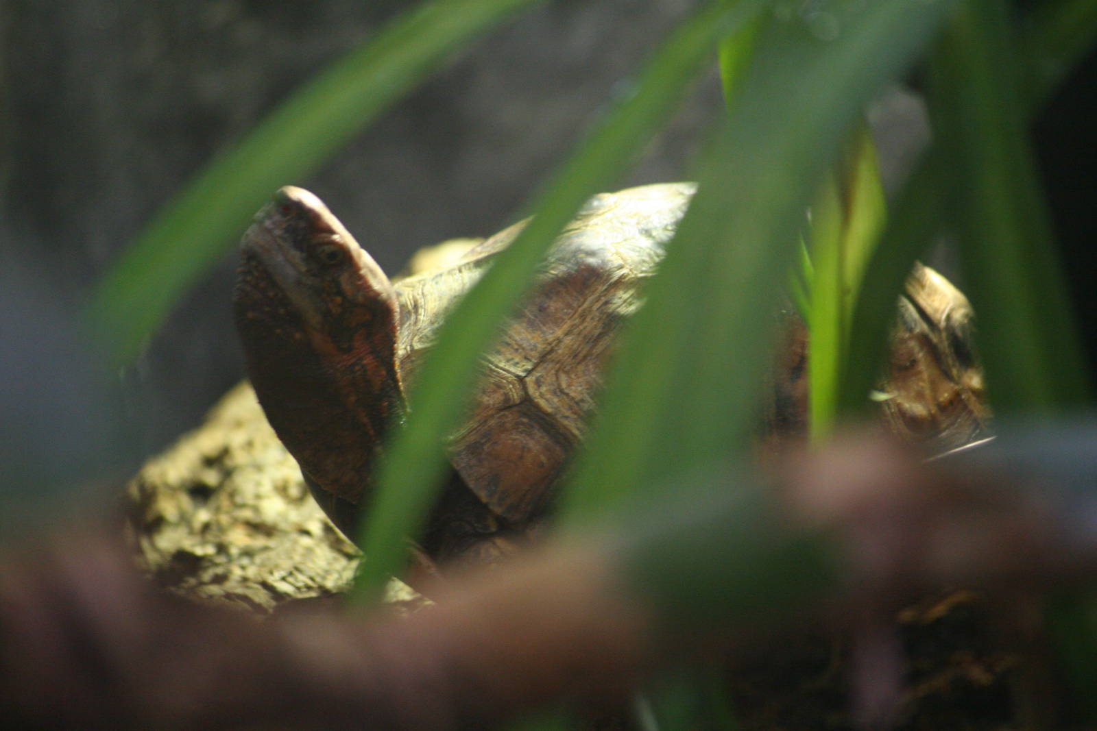 Vietnam box turtle