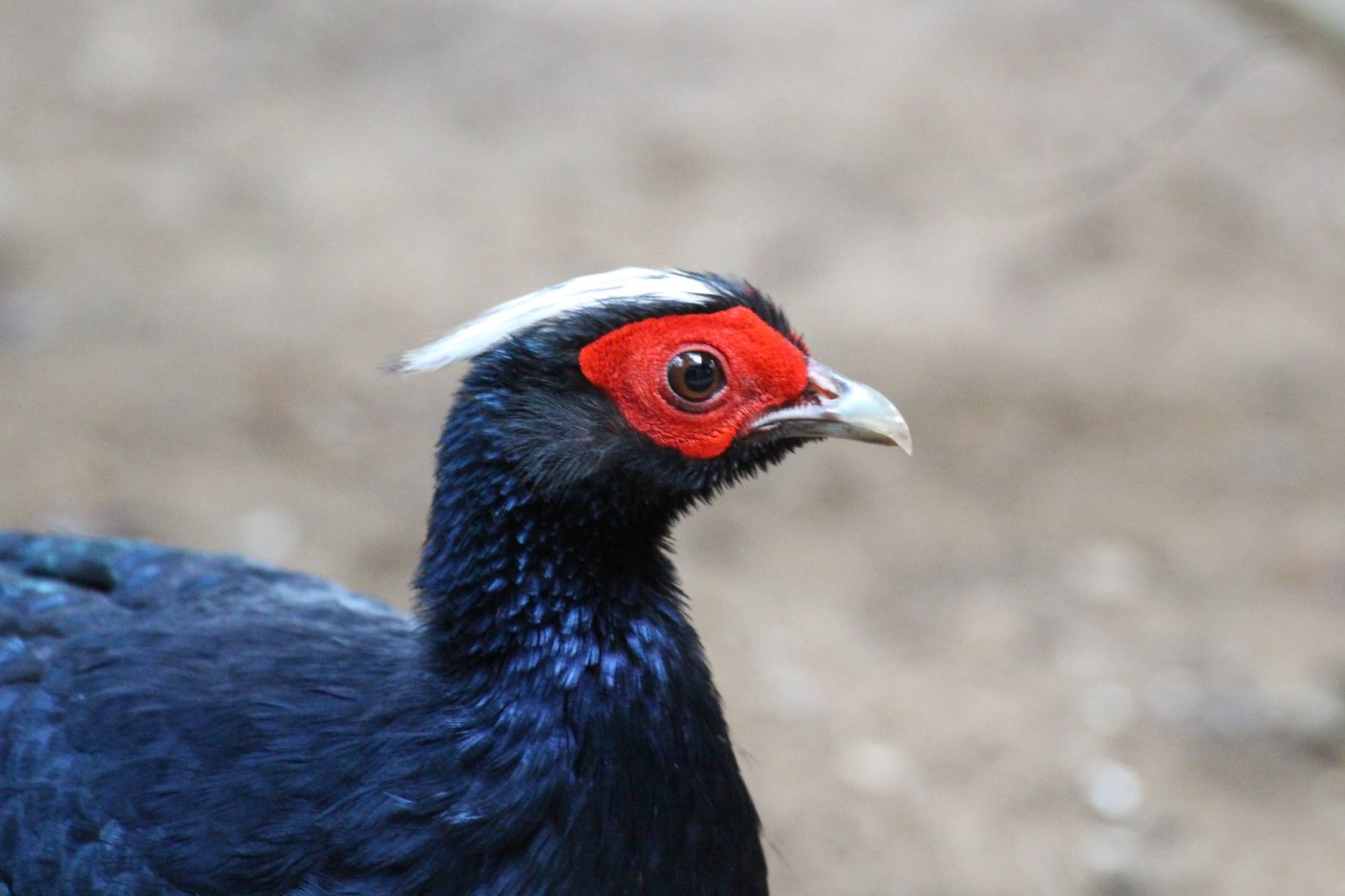 Vietnam (Edwards's) Pheasant