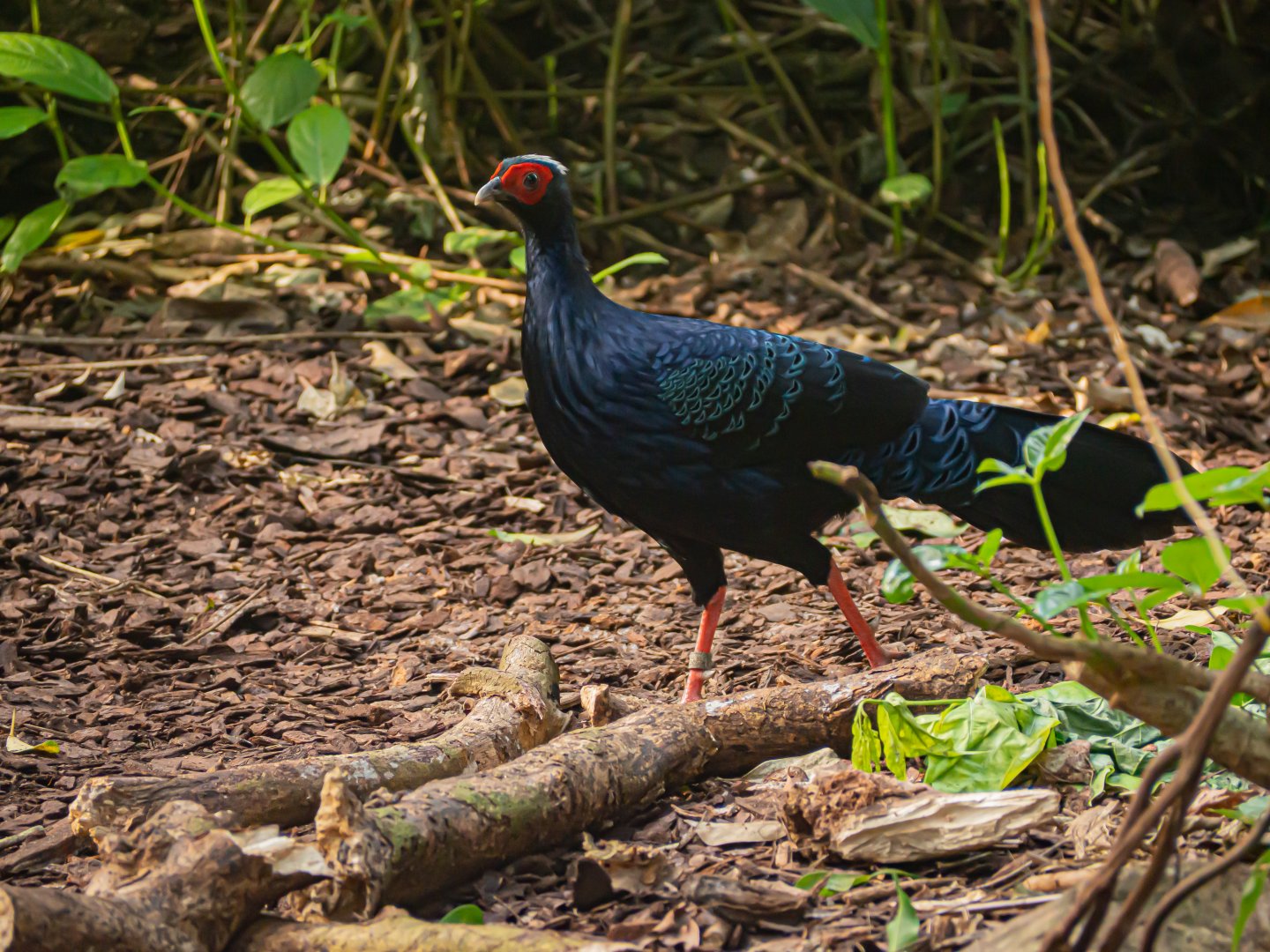 "Vietnam Fireback" Edwards Pheasant