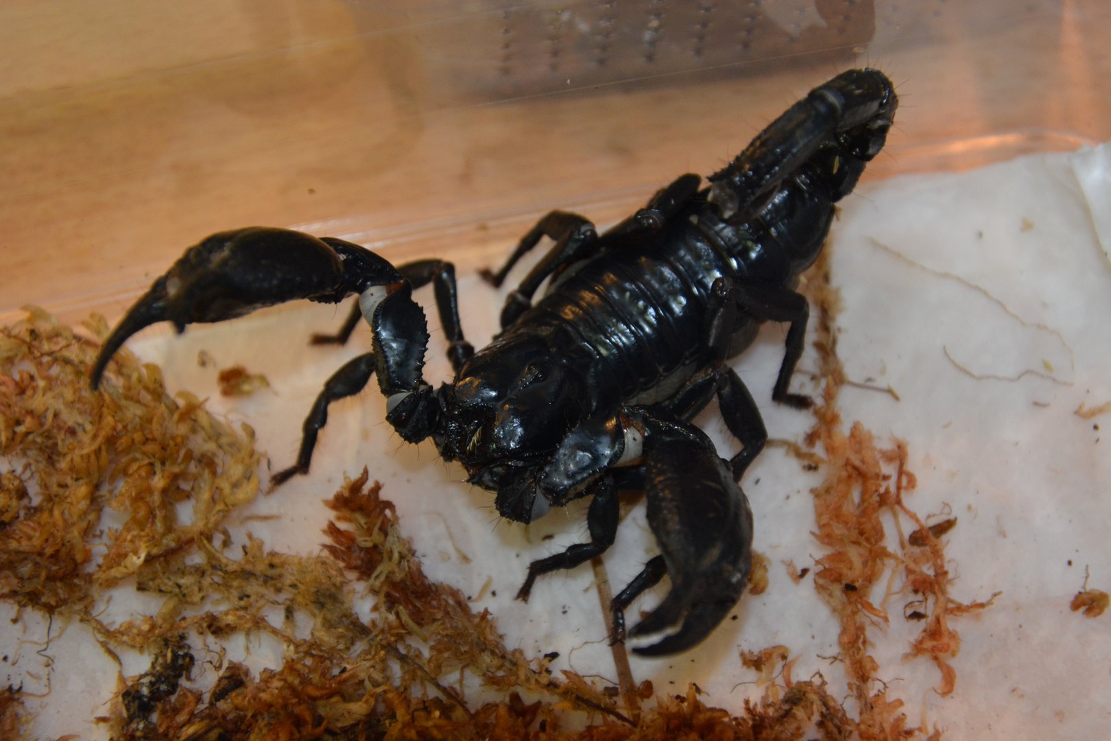 Vietnam forest scorpion (Heterometrus laoticus)