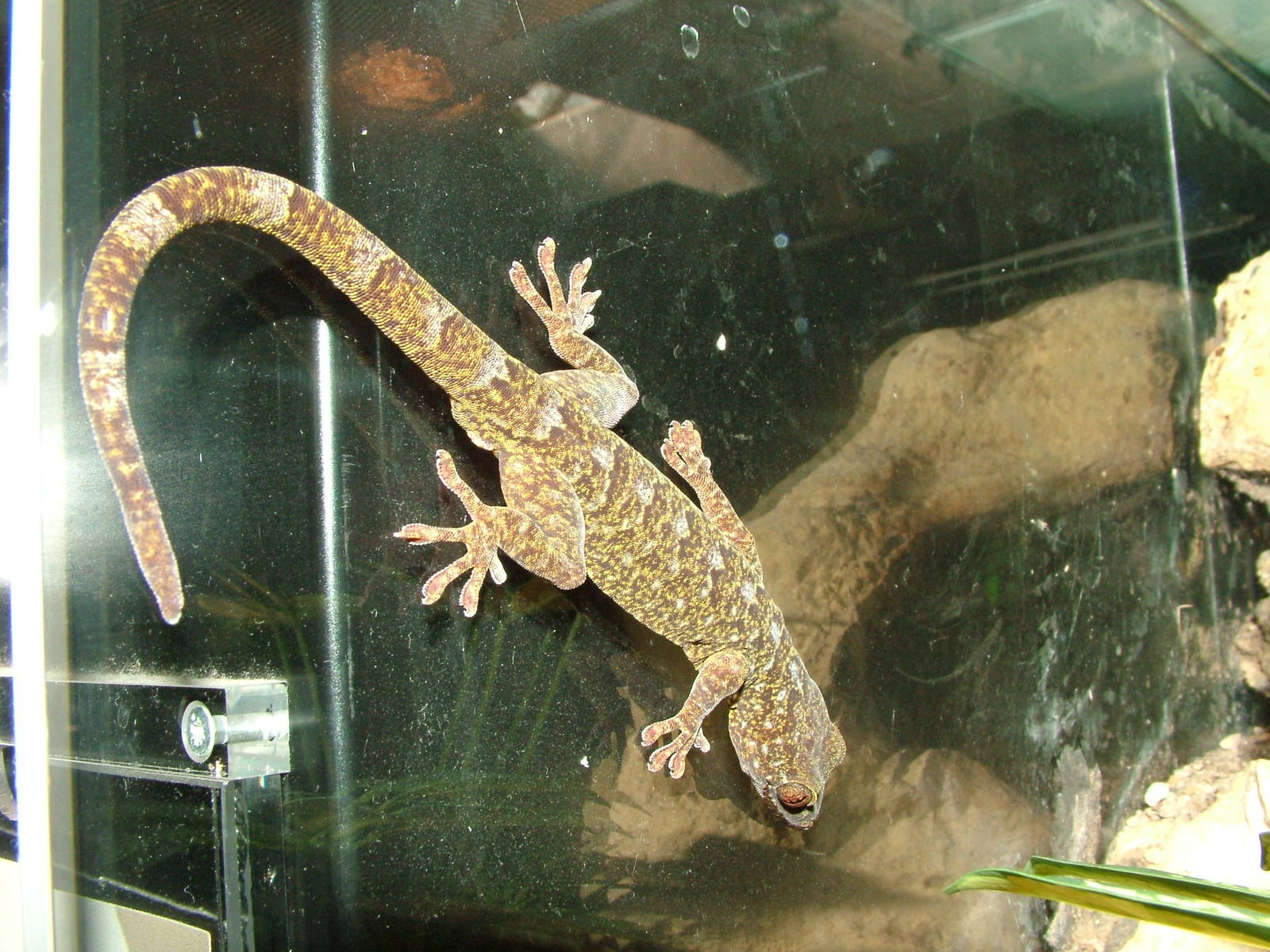 Vietnam Gecko at Koeln 12/05/09