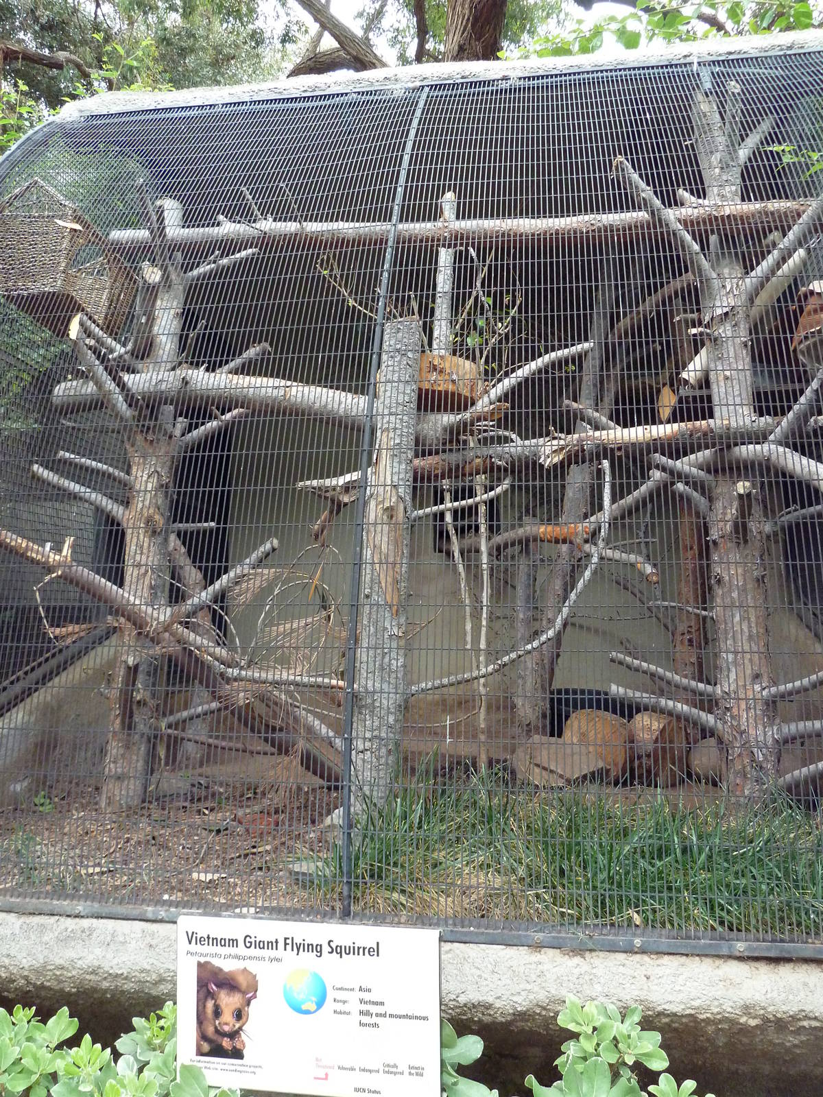 Vietnam Giant Flying Squirrel Exhibit