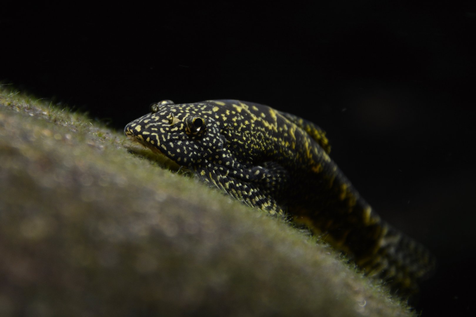 Vietnam lizard loach (Sewellia aff. breviventralis)