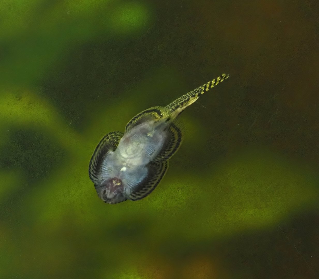 Vietnam lizard loach (Sewellia breviventralis), 2024-03-09