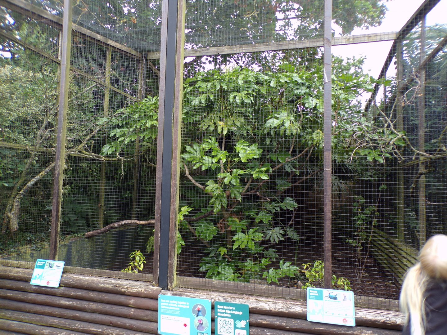 Vietnam pheasant and grey-winged blackbird aviary 29.6.24
