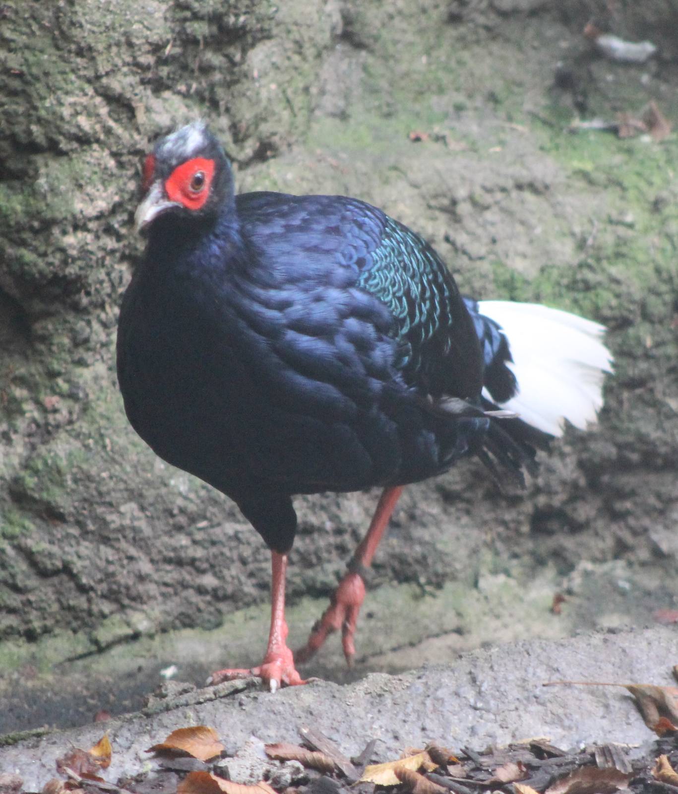 Vietnam pheasant cock