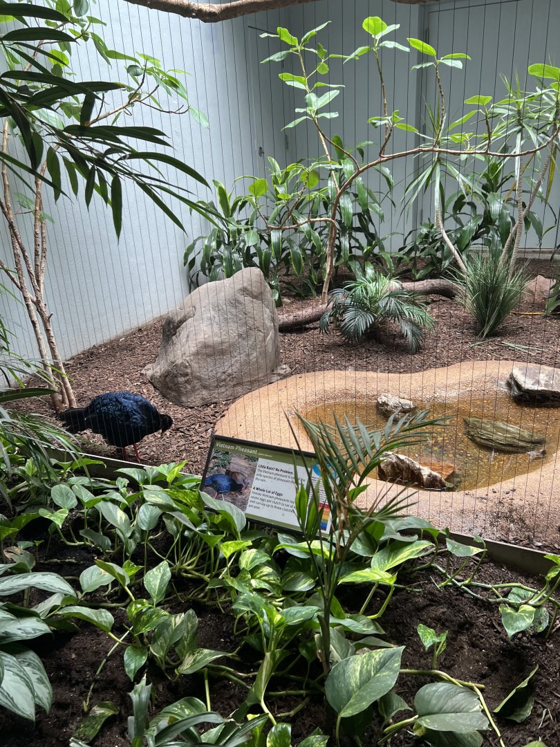 Vietnam Pheasant Exhibit