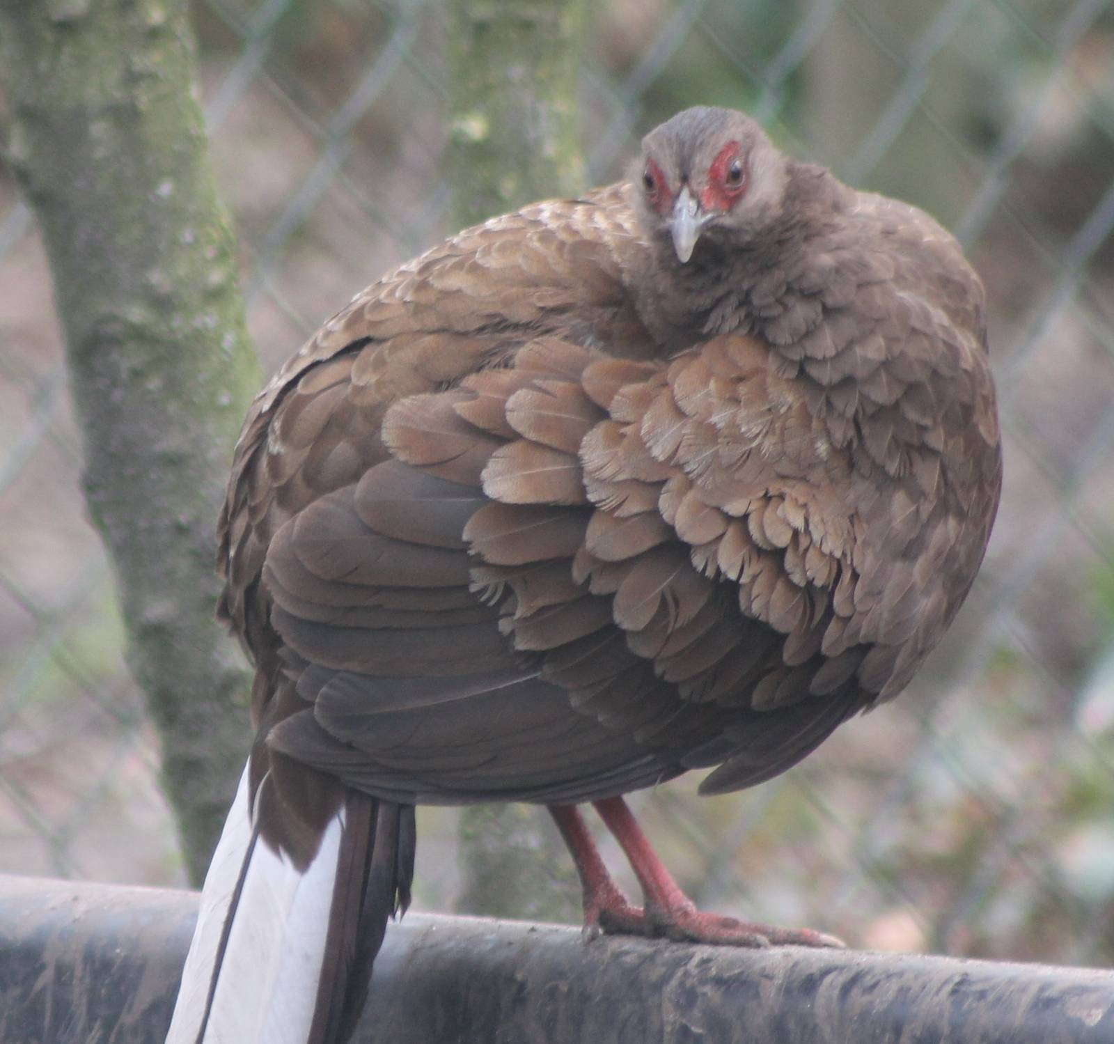 Vietnam pheasant female