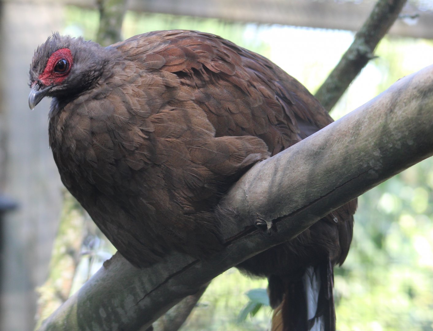 Vietnam pheasant - female