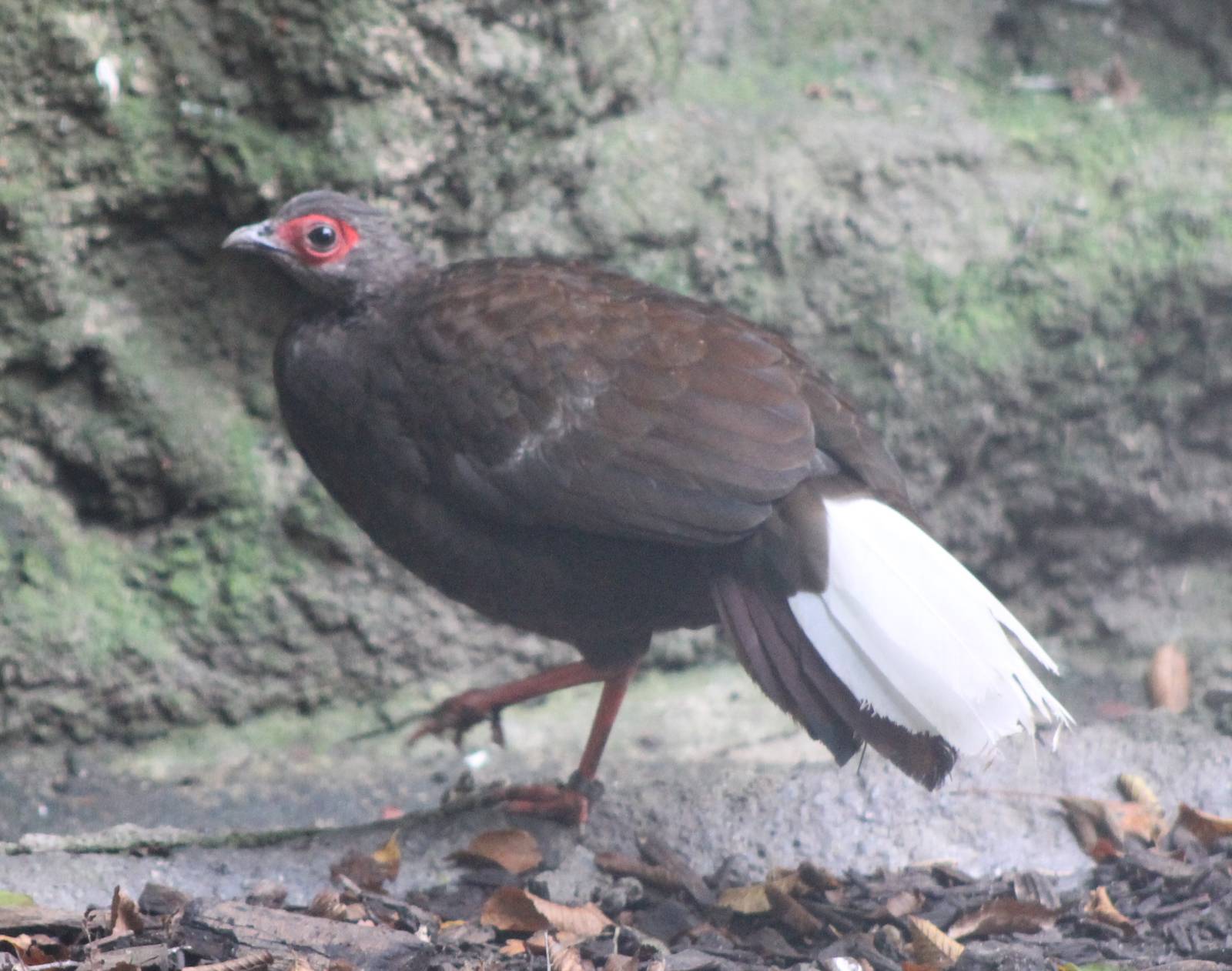 Vietnam pheasant hen