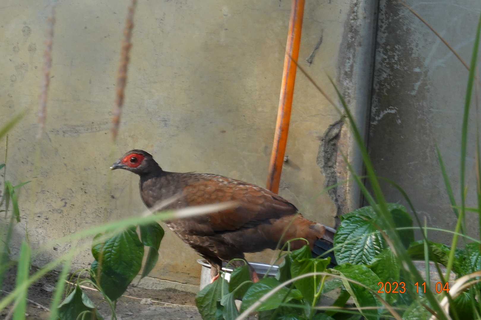 Vietnam Pheasant (Lophura edwardsi)