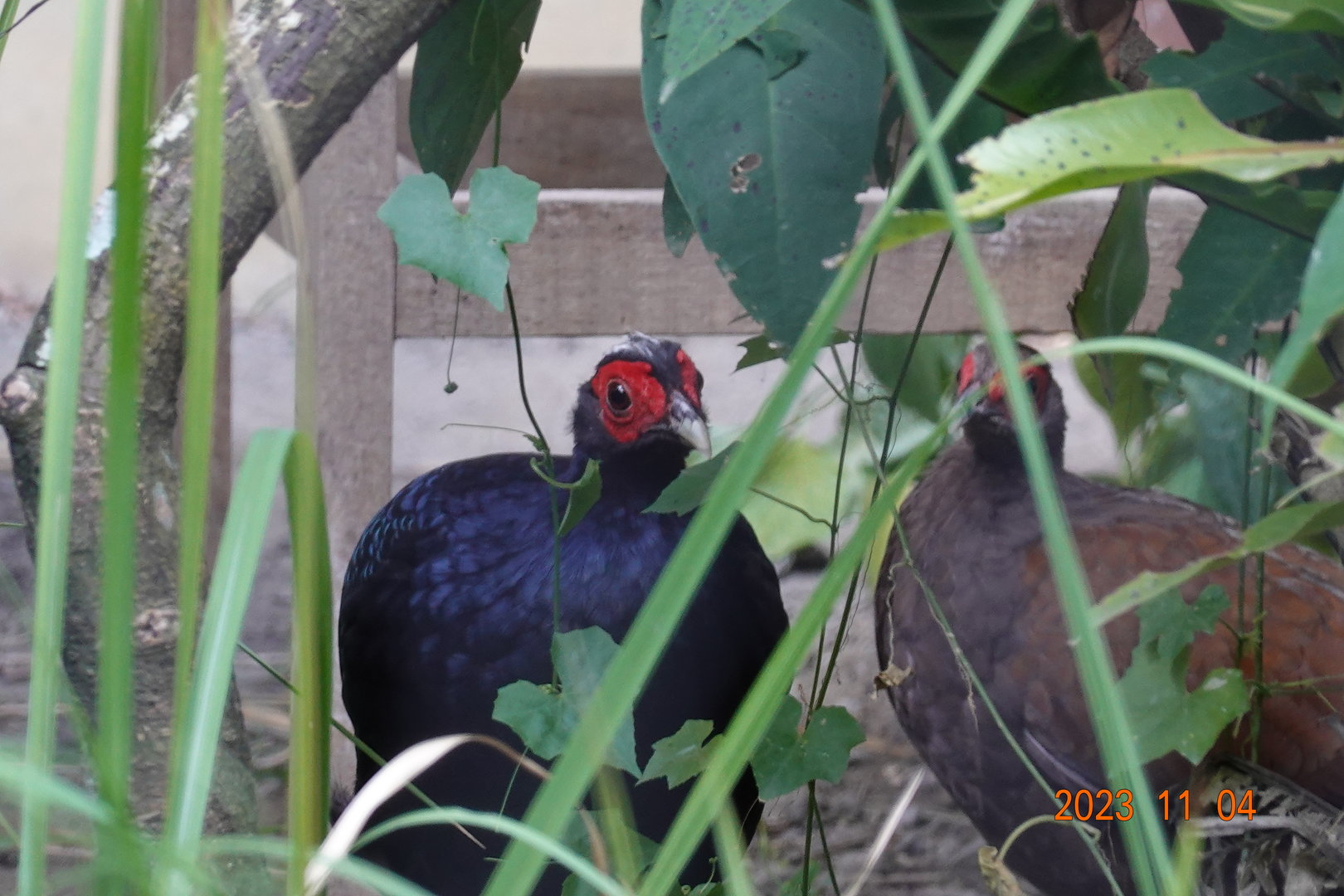 Vietnam Pheasant (Lophura edwardsi)